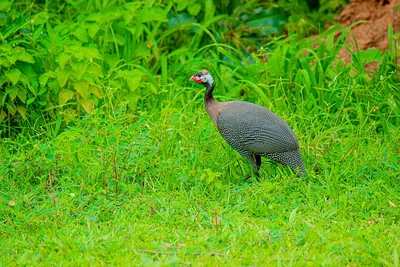 Helmeted Guineafowl