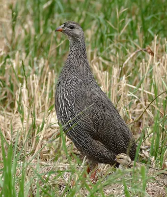 Cape Francolin