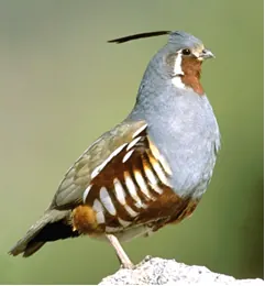 Mountain Quail