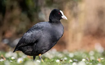 Common Coot