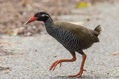 Okinawa rail