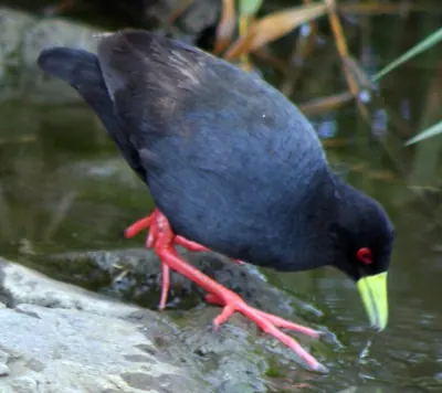Black Crake
