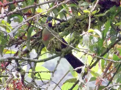 Rwenzori Turaco