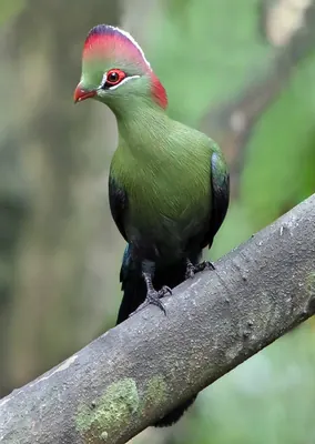 Fischer's Turaco