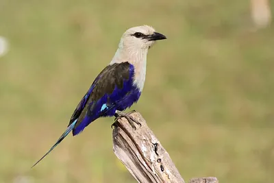 Blue-bellied Roller