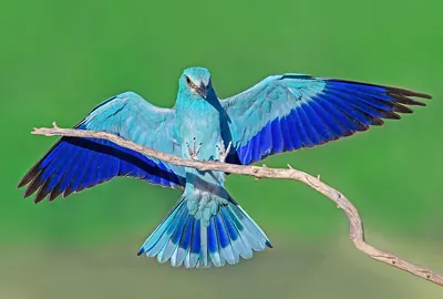 European roller