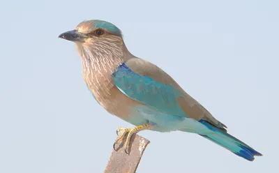 Indian Roller