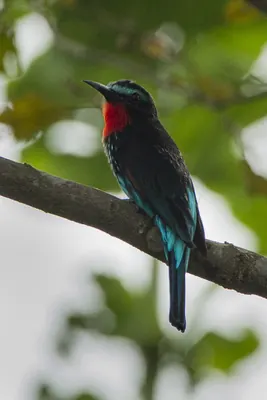 Black Bee-eater