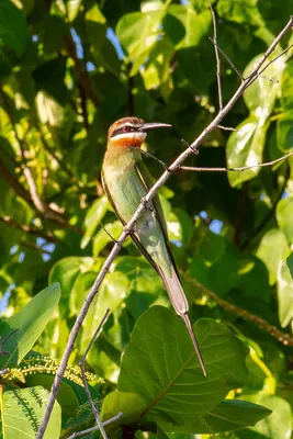 Olive Bee-eater