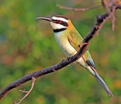 White-throated Bee-eater