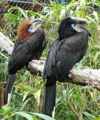 Black-casqued Hornbill