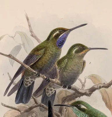 Amethyst-throated Hummingbird