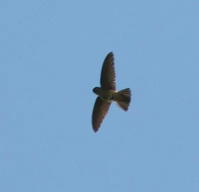 White-rumped Swiftlet