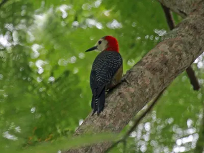 Jamaican Woodpecker
