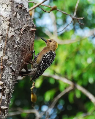Hoffmann's Woodpecker