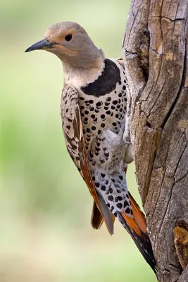 Northern Flicker