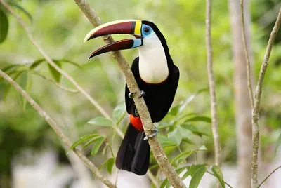Red-billed Toucan