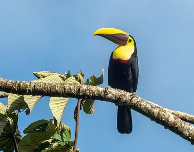 Yellow-throated Toucan