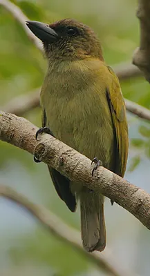 Green Barbet