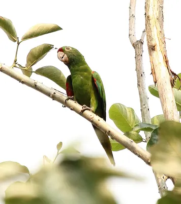Finsch's Parakeet