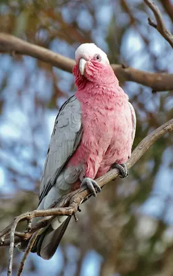 Galah