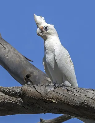 Little Corella