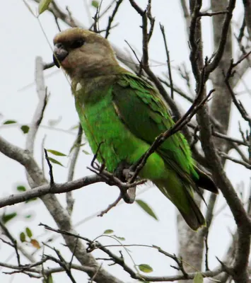 Brown-headed Parrot