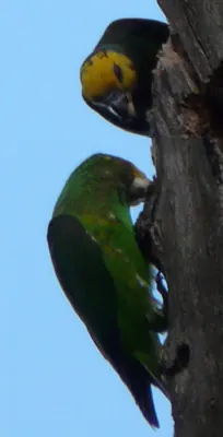 Yellow-fronted Parrot