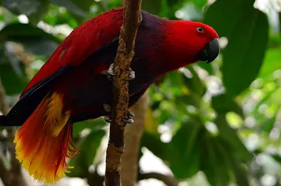 Eclectus Parrot