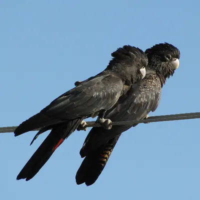 Red-tailed Black-Cockatoo