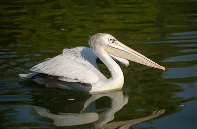 Pink-backed Pelican