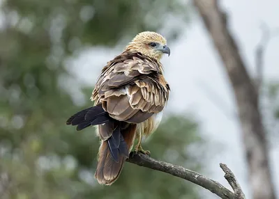 Brahminy Kite