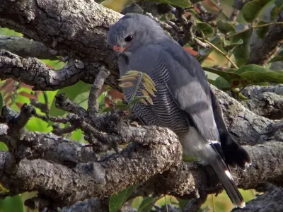 Lizard Buzzard