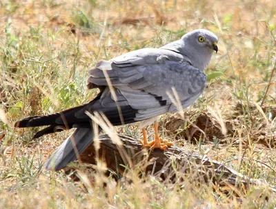 Montagu's Harrier