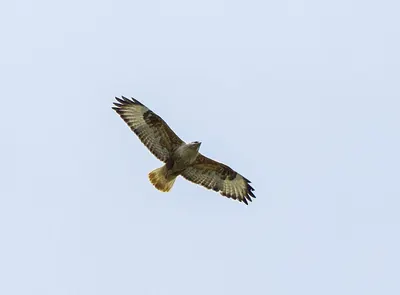 Long-legged Buzzard