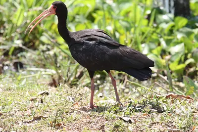 Whispering Ibis