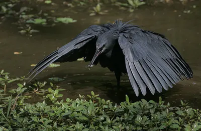 Black Heron