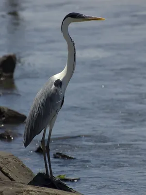 Cocoi Heron