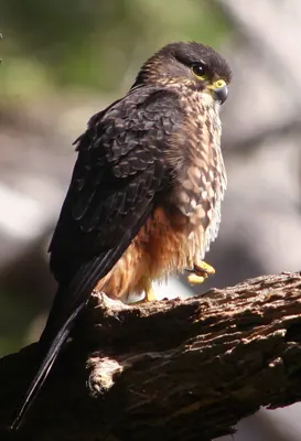 New Zealand Falcon