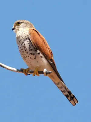 Malagasy Kestrel