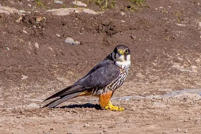 Hobby