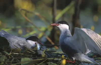 Whiskered Tern