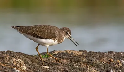 Green Sandpiper