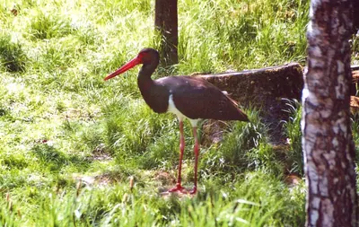 Black stork