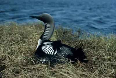 Black-throated Loon