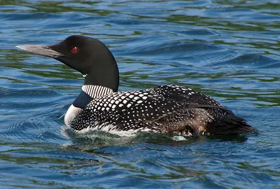 Great northern loon
