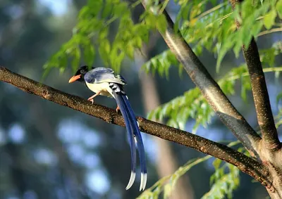 Gold-billed Magpie