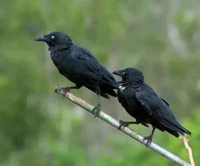 Torresian Crow