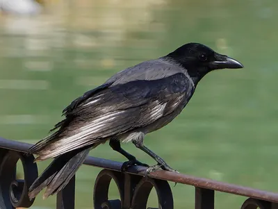 Hooded Crow