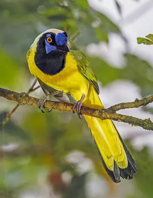 Inca Jay